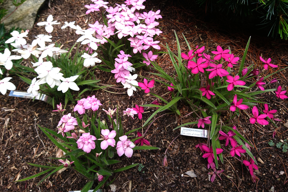 Родогипоксис Баура (Rhodohypoxis baurii)