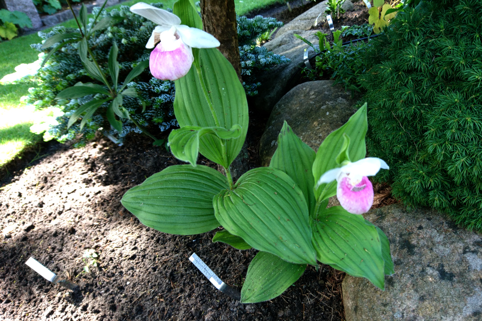 Циприпедиум королевский или Башмачок королевский (лат. Cypripedium reginae)