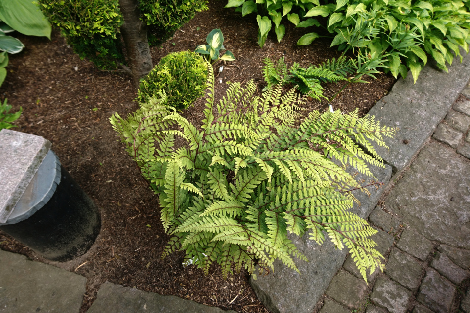 Кочедыжник (Athyrium otophorum var. okanum)