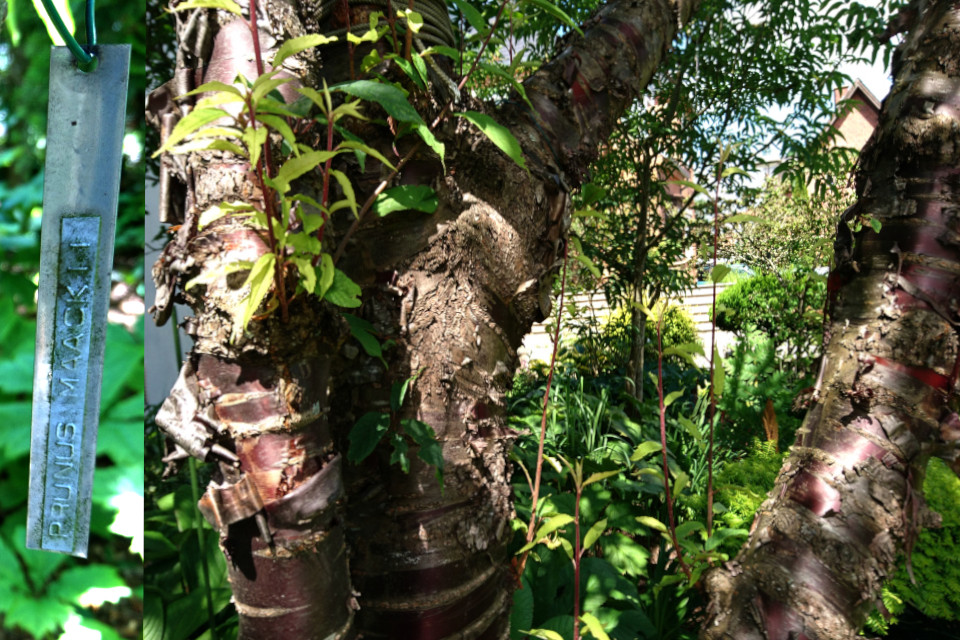  Черёмуха Маака (лат. Prunus maackii) в палисаднике дома Кирстен и Ингольфа