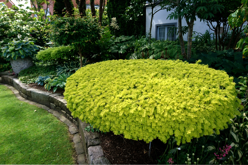 Тис ягодный Довастони Ауреа (лат. Taxus baccata Dovastonii Aurea) 