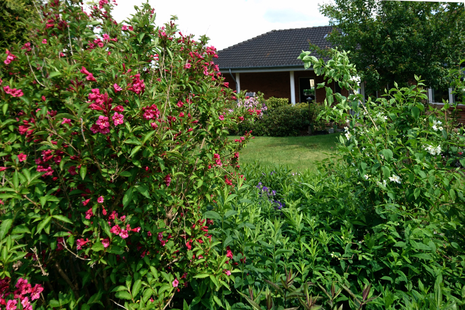 Цветущие кусты вейгела (лат. Weigela) и чубушник (лат. Philadelphus)