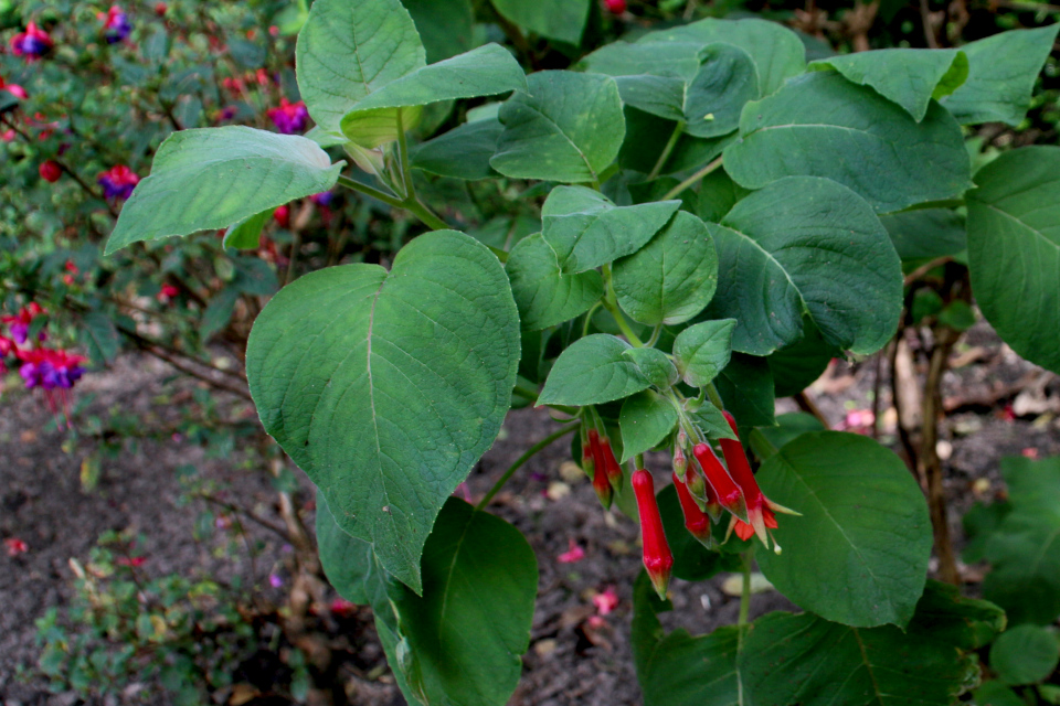 Фуксия сверкающая (лат. Fuchsia splendens) с крупными листьями. Фото 15 сент. 2019, парк замка Боллер, г. Хорсенс, Дания