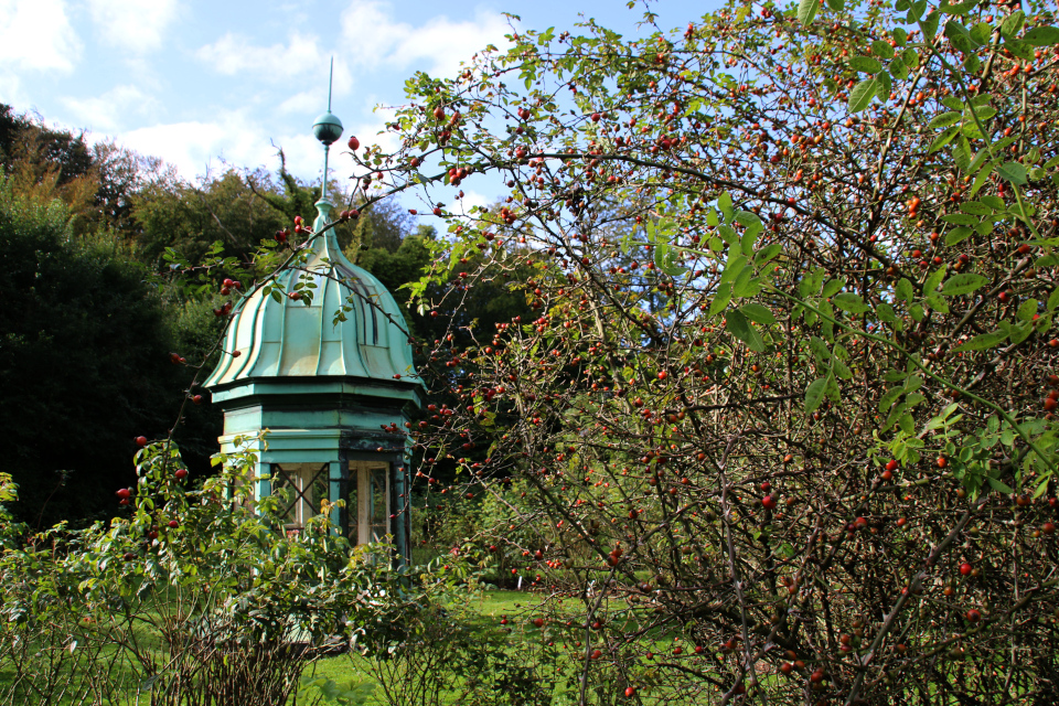 Куст розы в плодами возле беседки Вилла Маргаринели (Villa Margarinely)