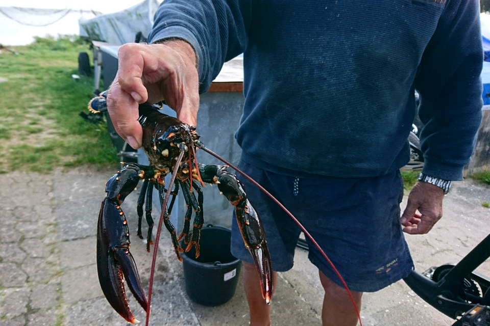 Европейский омар (лат. Homarus gammarus , дат. Hummer)