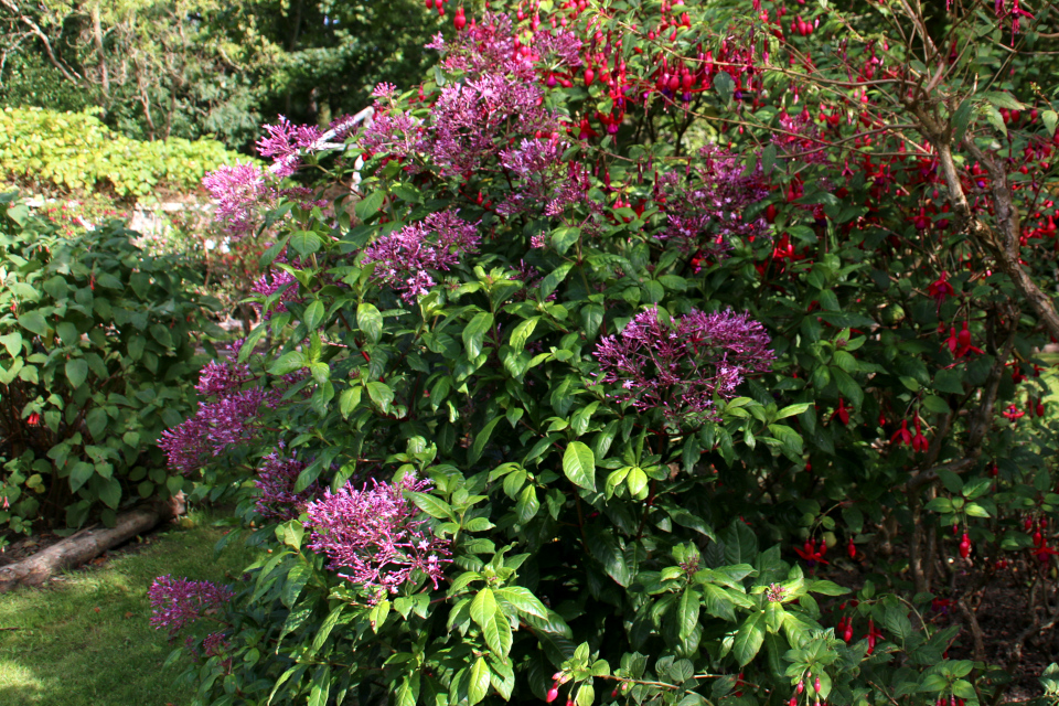 Фуксия древовидная (Fuschia arborescens) в парке замка Боллер (Boller Slotspark) 15 сент.2019