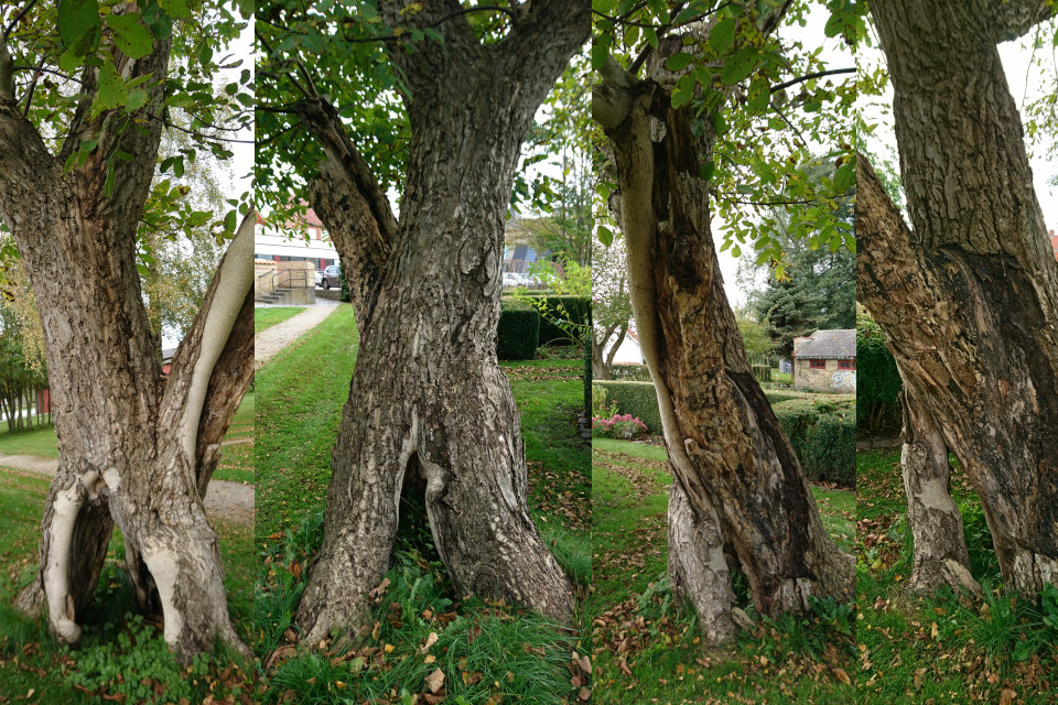 Грецкий орех Андерсена с четырех сторон. Фото 1 окт. 2019, г. Хобро / Hobro, Дания