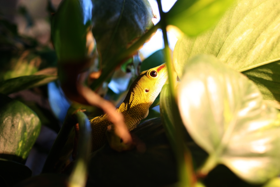 Ящерица геккон или фельзум (Phelsuma gecko)