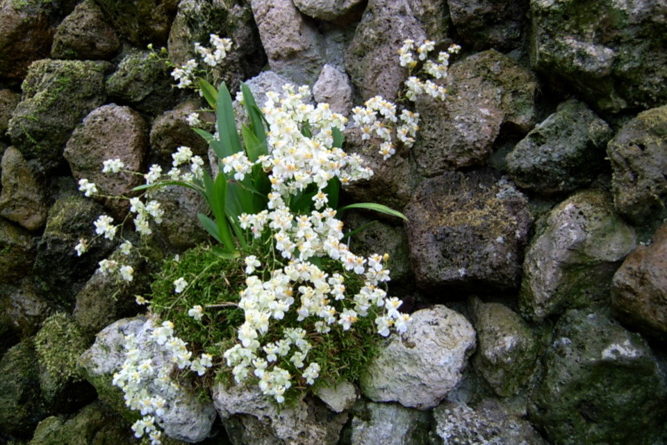 Орхидеи Онцидиум (лат. Oncidium) на стене из пористых вулканических камней