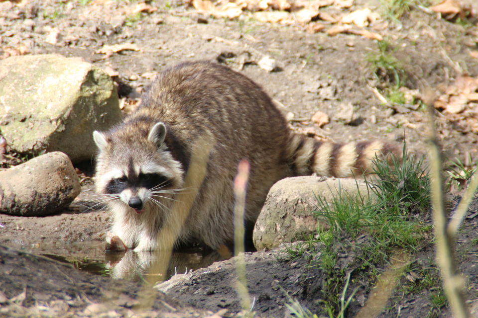 Енот-полоскун (Procyon lotor). Фото 5 апр. 2015, Silkeborg, Дания