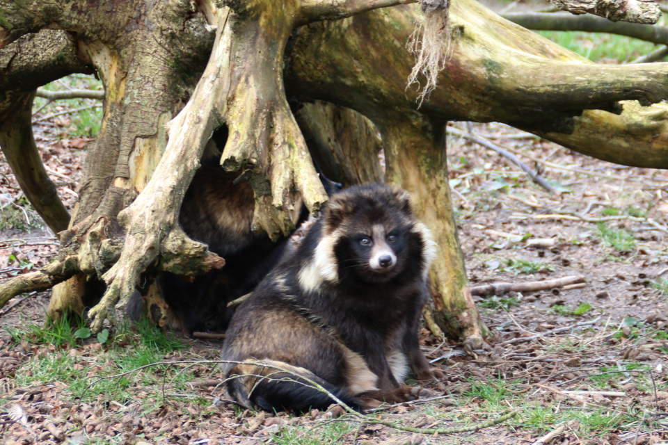 Енотовидная собака (Nyctereutes procyonoides), Дания