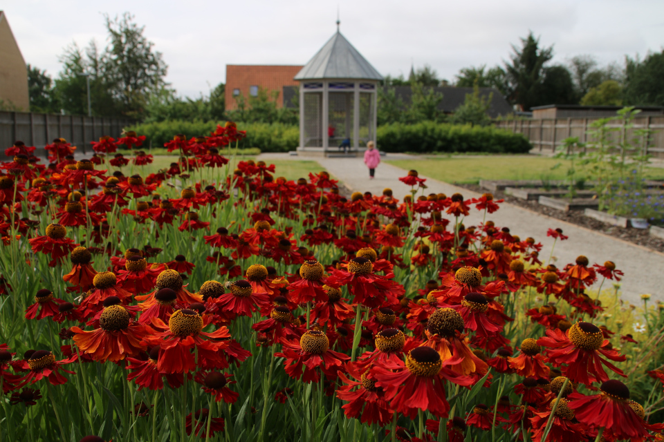 Гелениум Бигелоу (лат. Helenium bigelow). Сад Коменского в Кристиансфельд, Дания. 