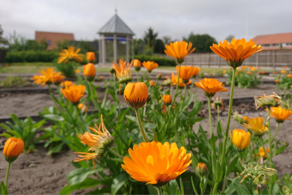 Лекарственная календула (Calendula officinalis) на школьных грядках.