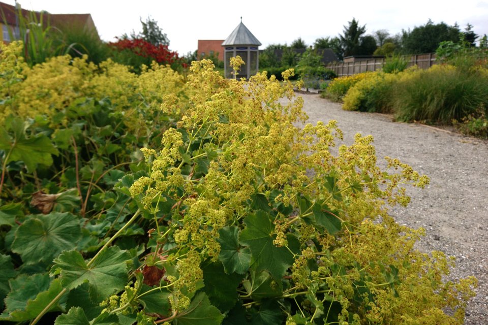 Манжетка мягкая (Alchemilla mollis). Сад Коменского в Кристиансфельд, Дания. 