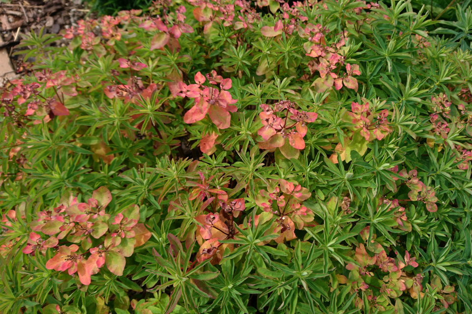 Молочай миндалевидный (дат. Lund-vortemælk, лат. Euphorbia amygdaloides). Сад Коменского 