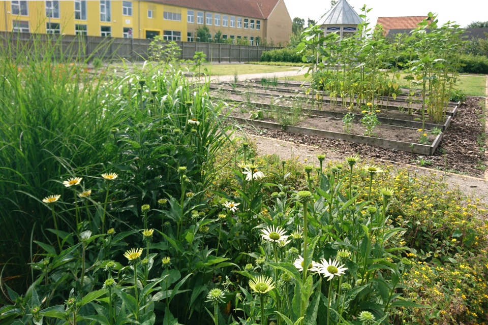 Эхинацея пурпурная (дат. Purpursolhat, лат. Echinacea purpurea). Сад Коменского в Кристиансфельд, Дания