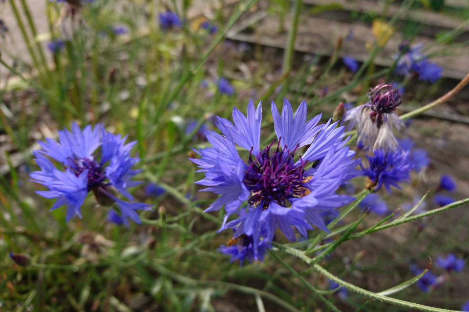 Синий василек (Centaurea cyanus) в саду Коменского, Кристиансфельд, Дания