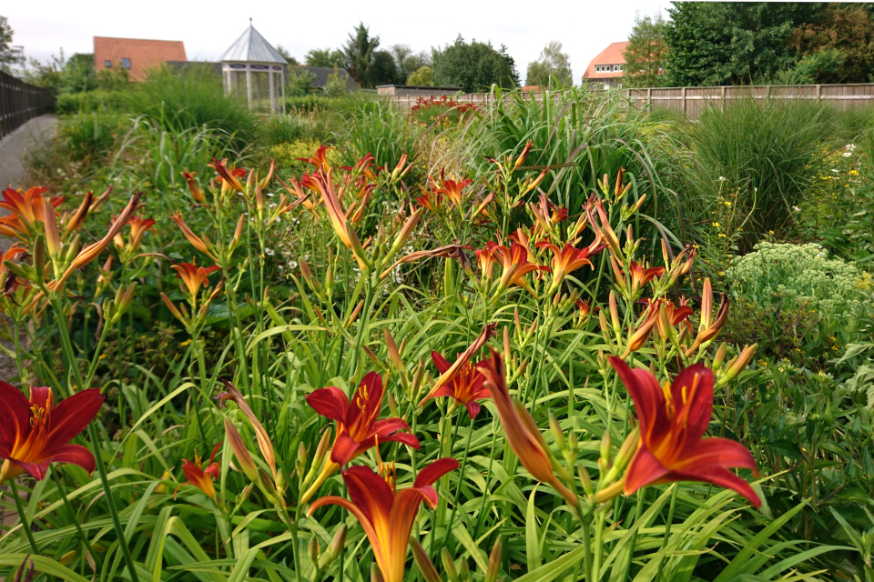 Лилейник оранжевый (дат. Orangerød daglilje, лат. Hemerocallis aurantiaca). Сад Коменского в Кристиансфельд, Дания