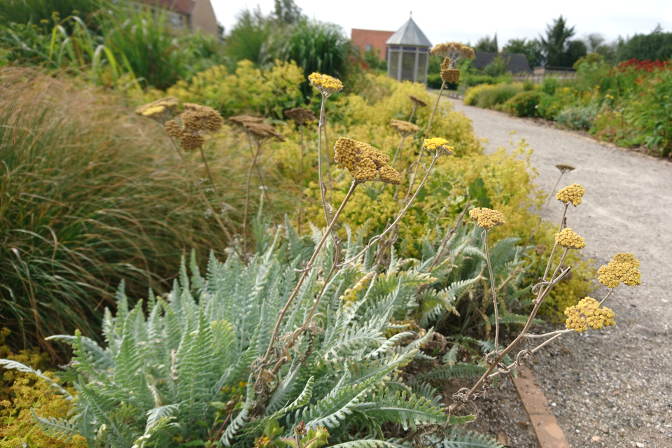 Тысячелистник таволговый (дат. Pragtrøllike, лат. Achillea filipendulina). Сад Коменского в Кристиансфельд, 