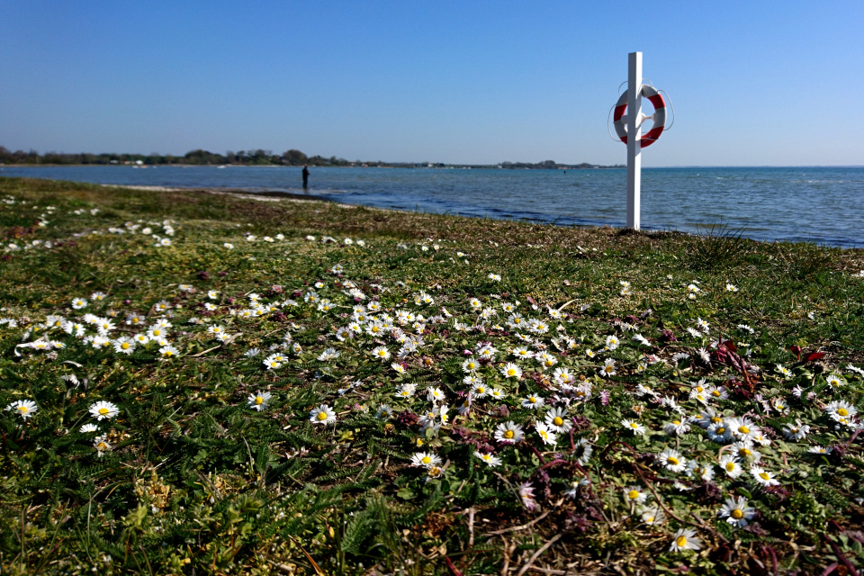 Маргаритки на берегу Биндеруп странн (Binderup Strand), Дания. Фото 17 апр. 2019