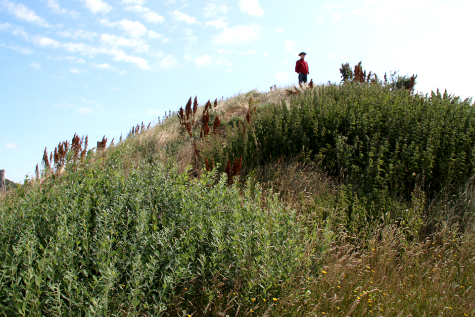 Крапива двудомная (дат. Stor Nælde, лат. Urtica dioica) и влаголюбивая Ива пепельная (дат. Gråpil, лат. Salix cinerea) у подножья доисторического кургана. Фото 9 июл. 2019, г. Сабро / Sabro, Дания