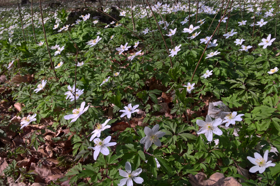 Анемоны или ветренница друбравная (anemone nemorosa) в лесу Мосгорд