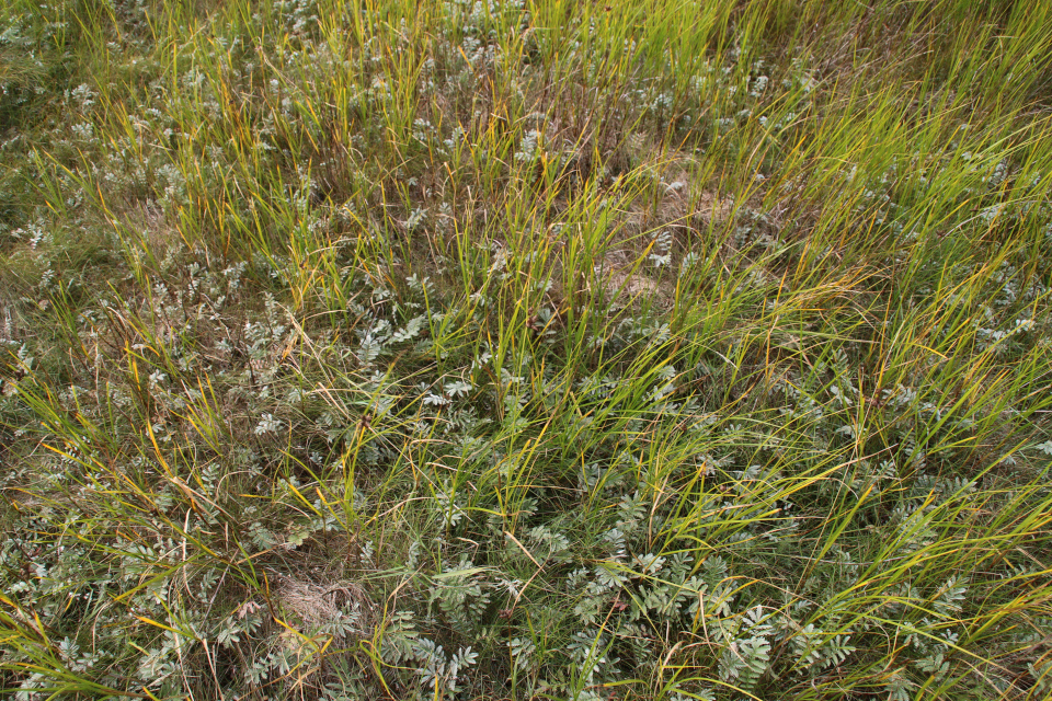 Лапчатка гусиная (лат. Potentilla anserina, дат. Gåse-potentil)