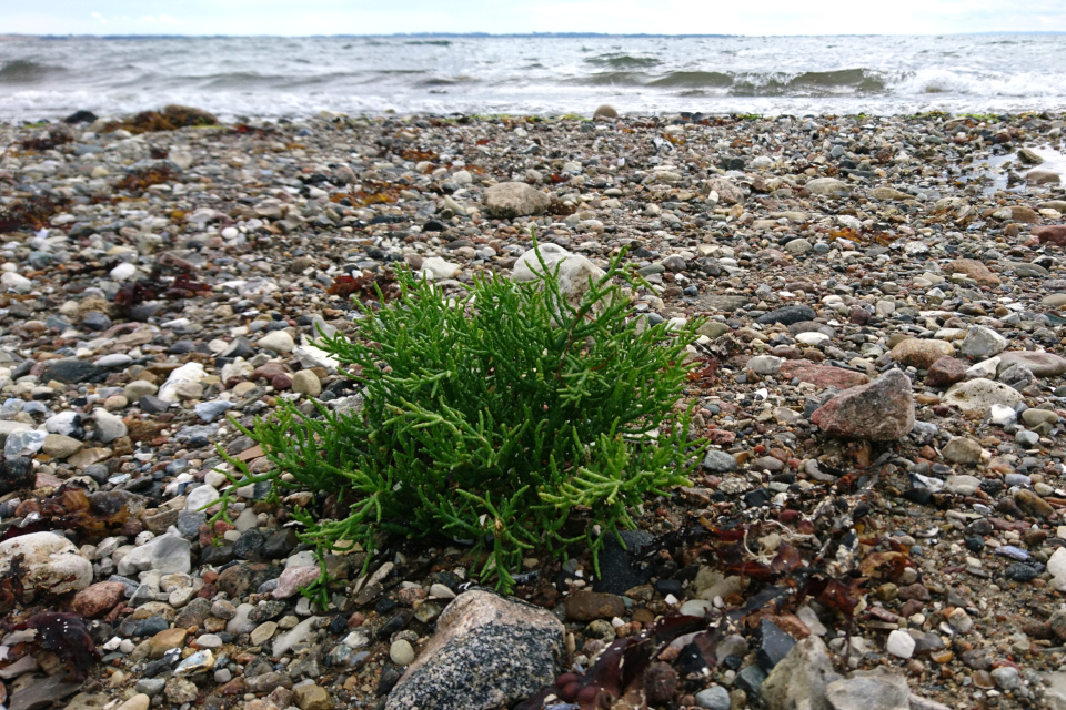 Солерос (лат. Salicornia, дат. salturt) растет на берегу моря