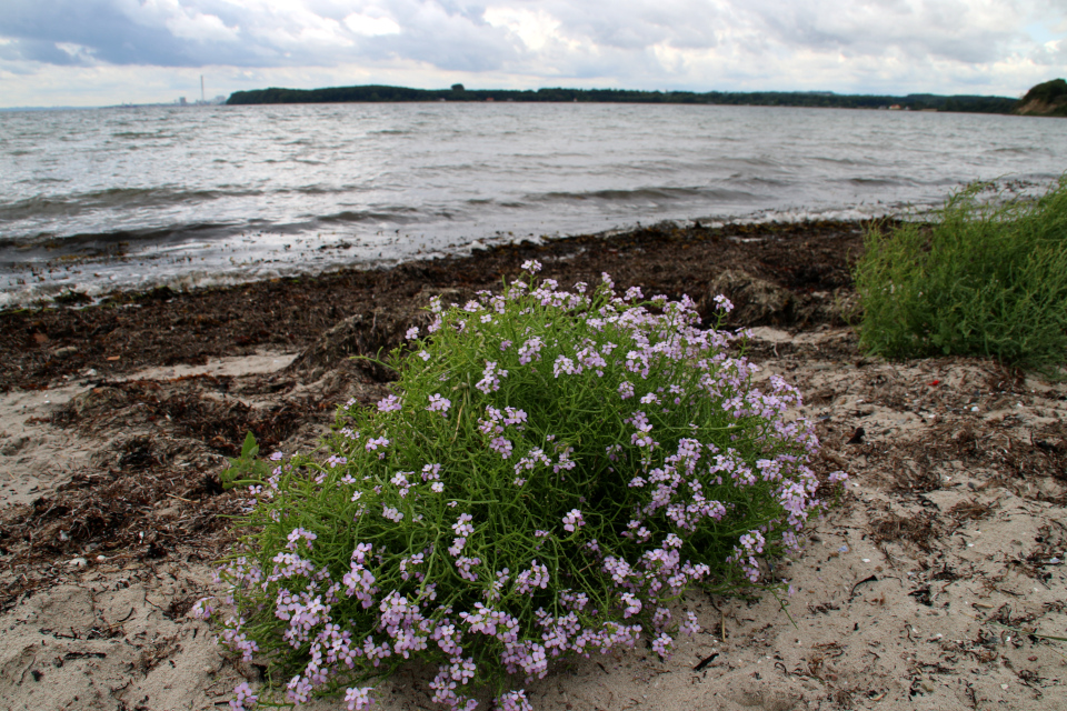 Морская горчица (лат. Cakile maritima, дат. Strandsennep) с цветами