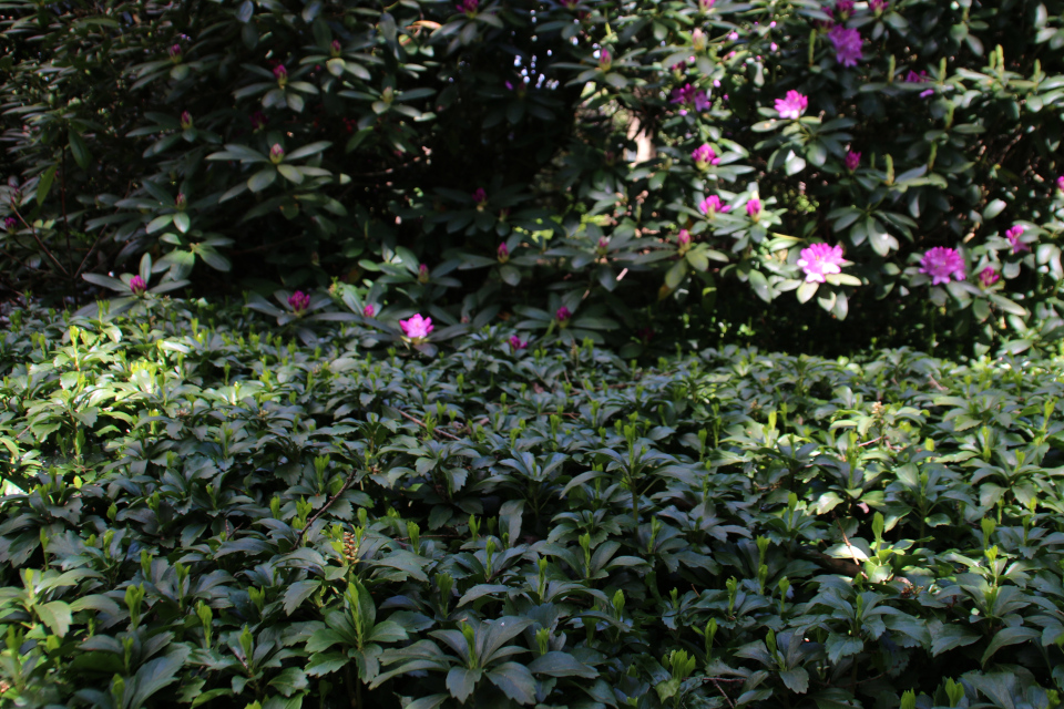 Пахизандра верхушечная (Pachysandra terminalis). Rhododendron-Haven