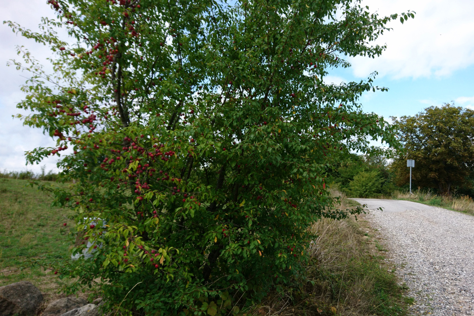 Красная алыча (лат. Prunus cerasifera, дат. Mirabel) возле парковки