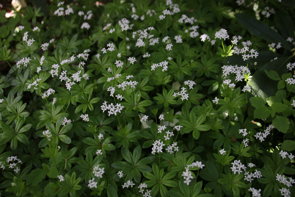 Душистый подмаренник (Gallium Odoratum)в парке рододендронов