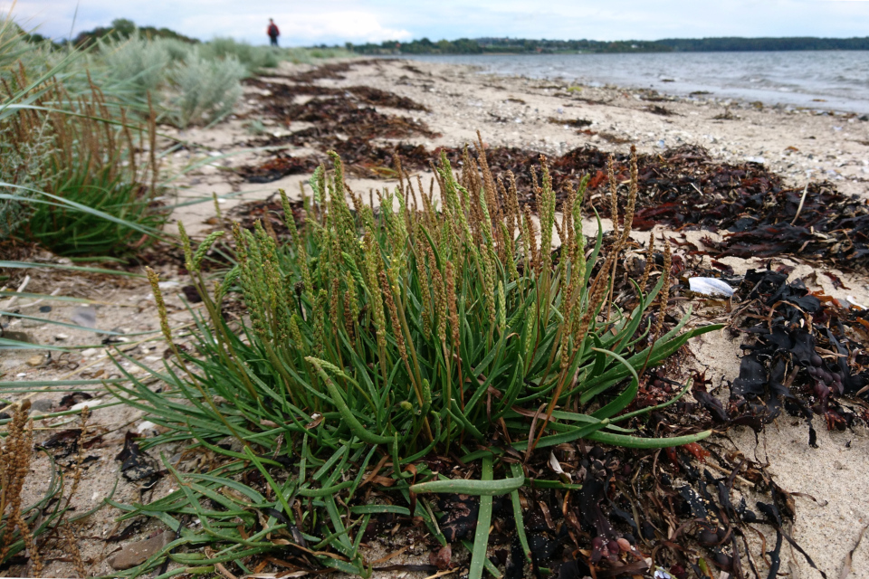 Подорожник морской (лат. Plantago maritima, дат. Strand-vejbred)