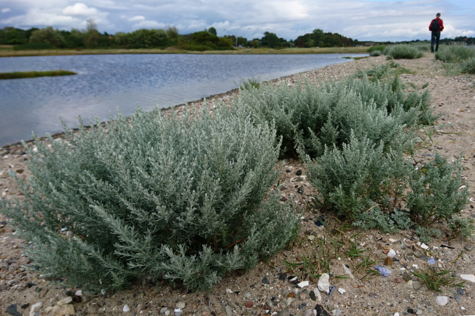 Полынь морская (лат. Artemisia maritima, дат. Strandmalurt)