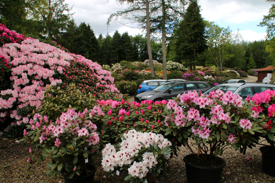 Парковка возле парка и питомника “Rhododendron-Haven”