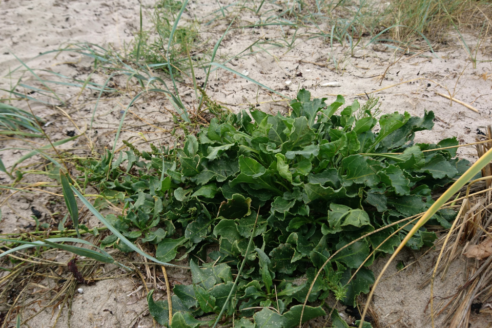 Свекла морская (лат. Beta vulgaris subsp. maritima, дат. strandbede) 