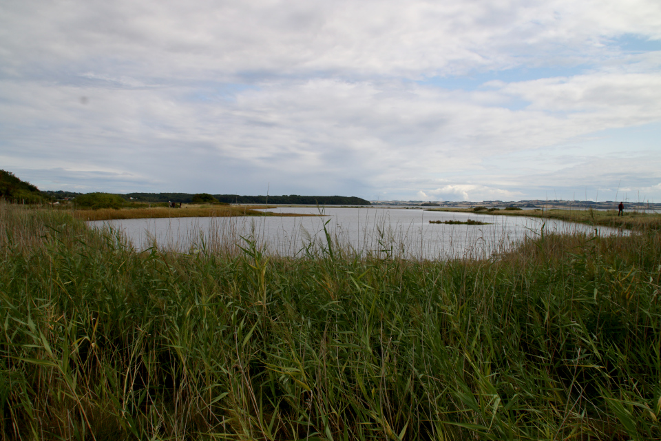 Берег, заросший тростником. Фото 15 авг.2019, Остров чаек, Ugelbølle (Rønde), Дания