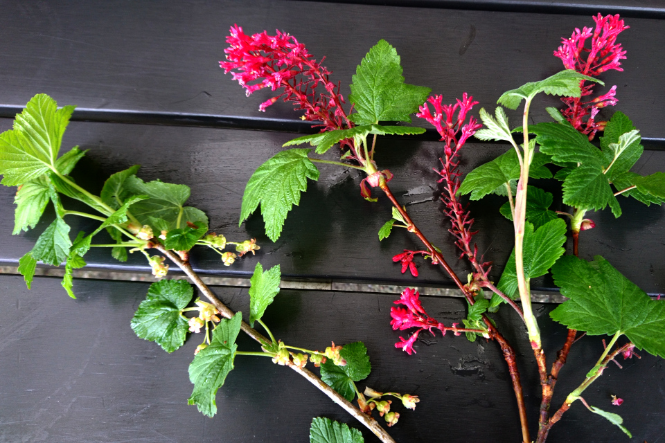 ветка черной смородины (Ribes nigrum) и кроваво-красной (Ribes sanguineum)