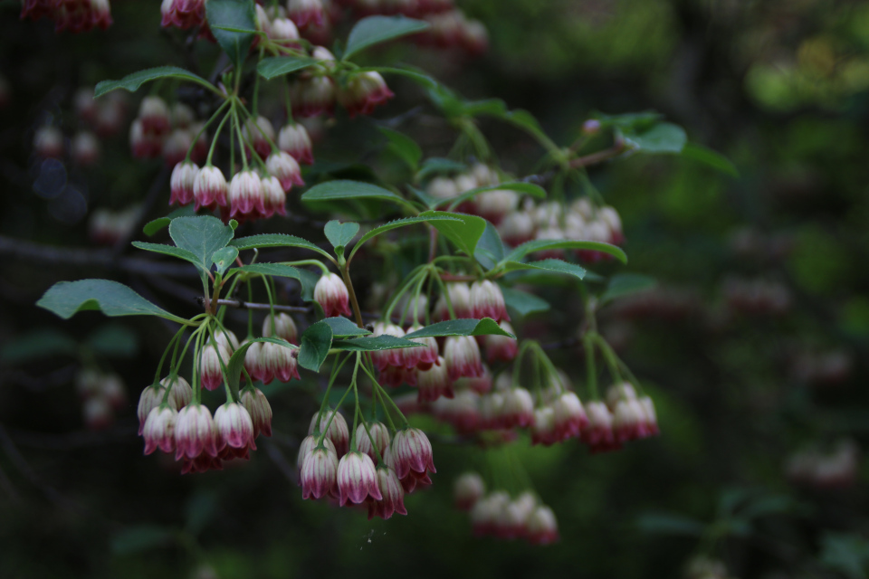 Цветы энкиантуса (Enkianthus), г. Тёрринг, Дания.