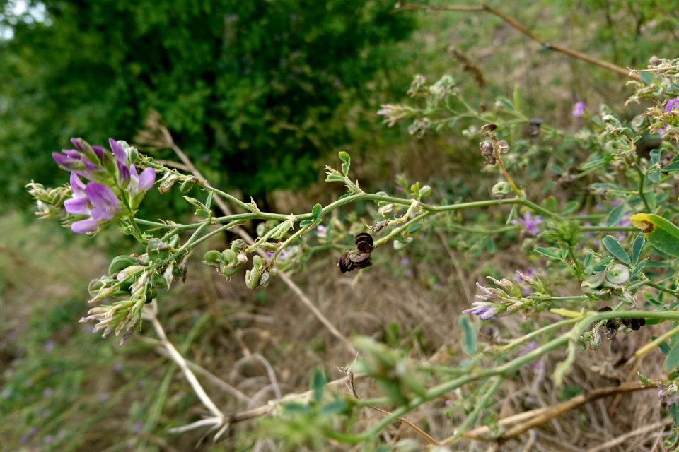 Люцерна посевная (лат. Medicago sativa, дат. Lucerne). Фото 15 авг. 2019, Ugelbølle (Rønde), Дания