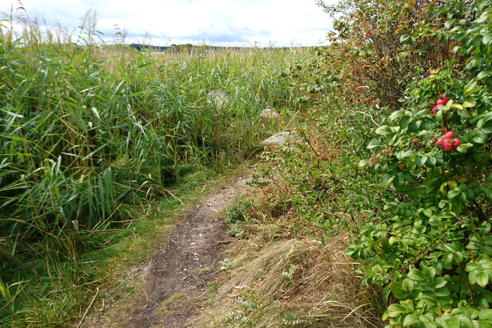 Тростник обыкновенный или южный (лат. Phragmites australis, дат. Tagrør)