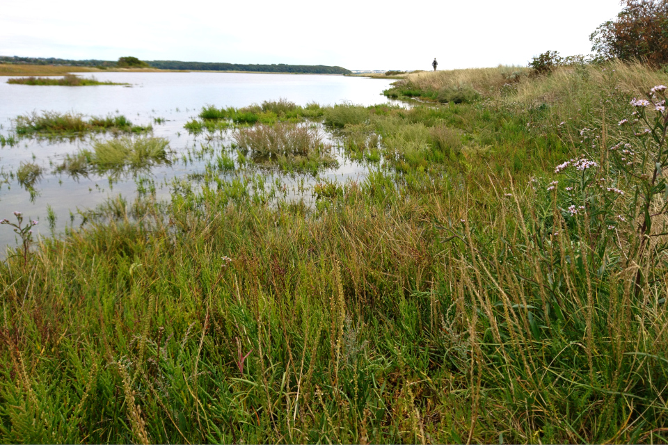 Хвощ приречный (лат. Equisetum fluviatile, дат. Dyndpadderok) 