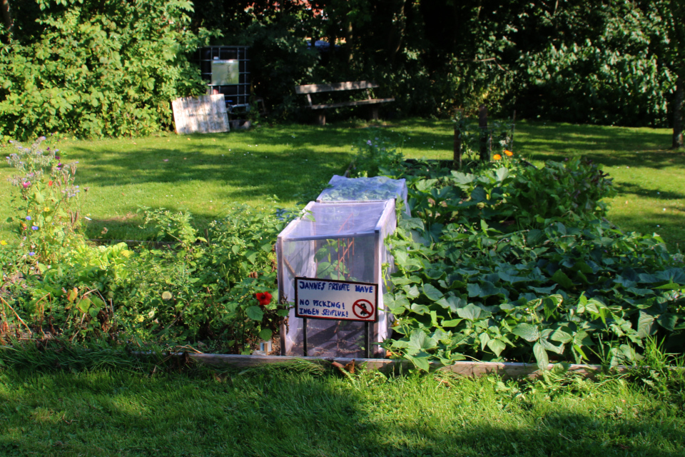 Городские огороды Greenshare с кустовой фасолью и с мини теплицей.