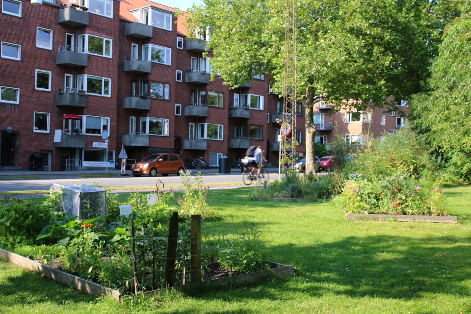 Городские огороды Greenshare с видом на улицу Langelandsgade и жилые корпуса