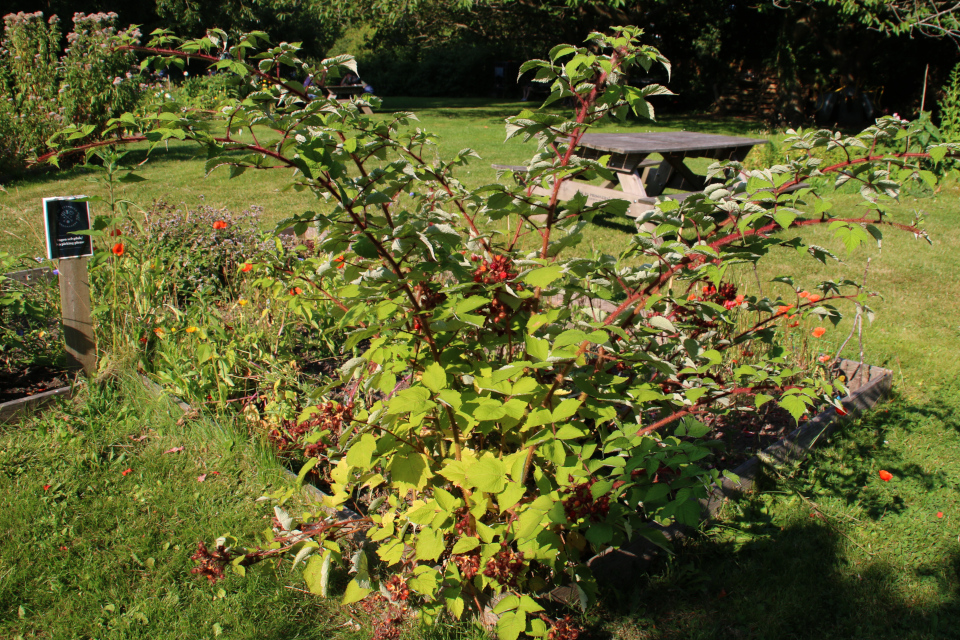 Малина японская (дат. Vinbrombær, лат. Rubus phoenicolasius)