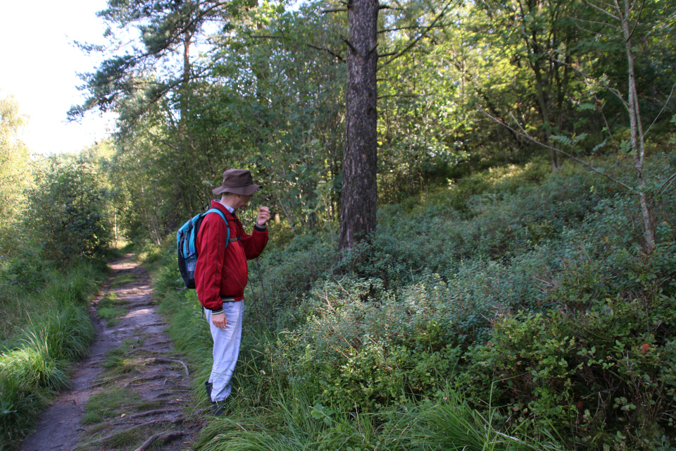 Голубика обыкновенная (лат. Vaccinium uliginosum, дат. Mosebølle) 