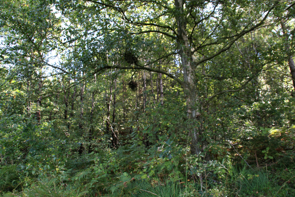 Берёзы пушистые (лат. Betula pubescens, дат. dunbirk)