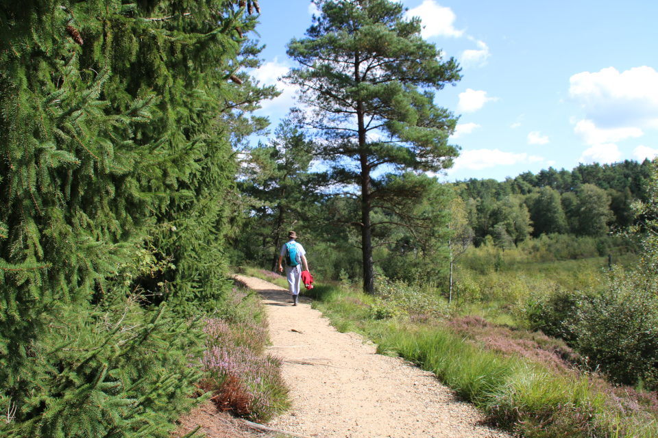 лесопосадки ели обыкновенной (лат. Picea abies, дат. Rødgran)