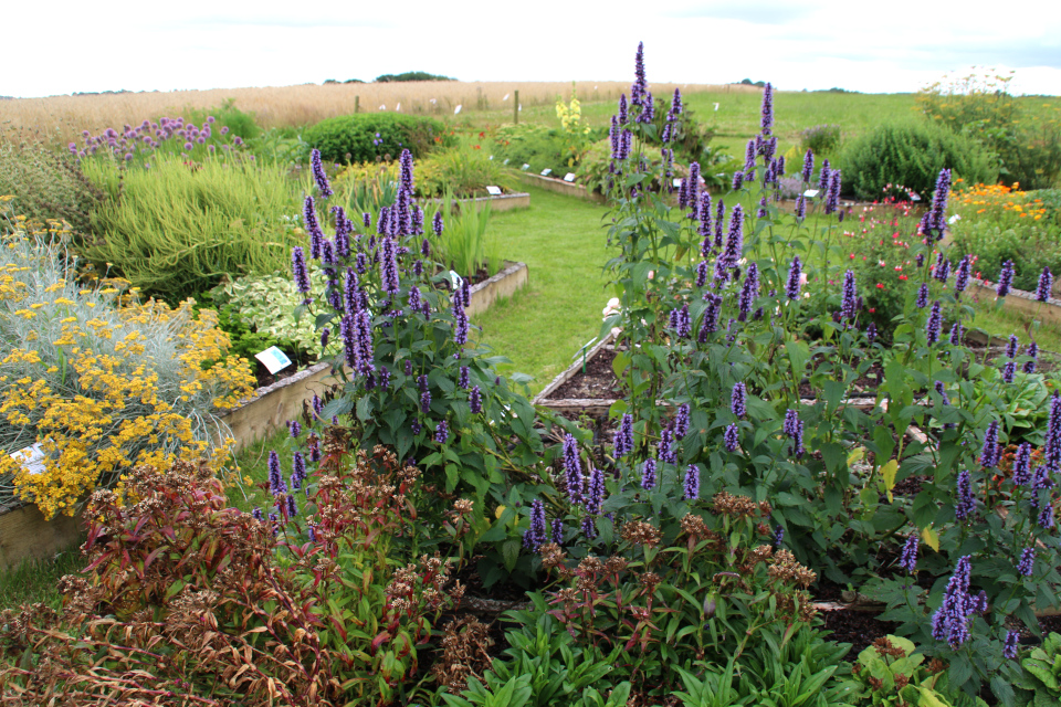 Многоколосник фенхельный (лат. Agastache foeniculum, дат. Anisisop)