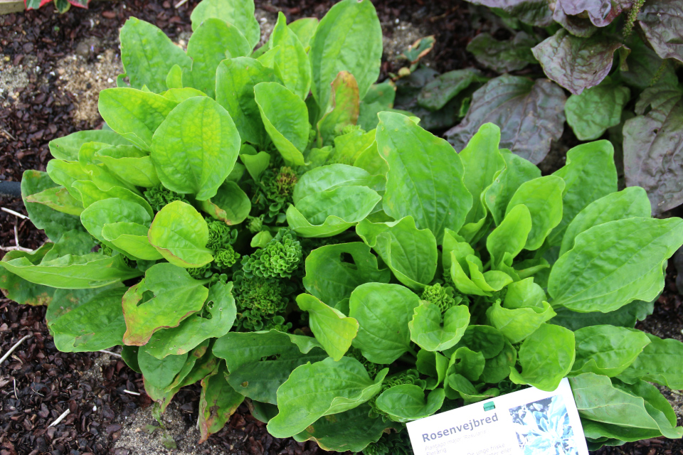 Сортовой подорожник большой (лат. Plantago major L. f. rosea, дат.Vejbred.)